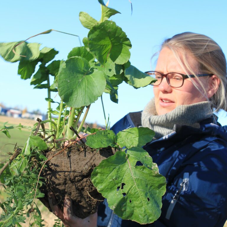 HELÅRS PLANTEDEKKE: NLR-rådgiver Maren Holthe undersøker en jordklump med ulike fangvekster.