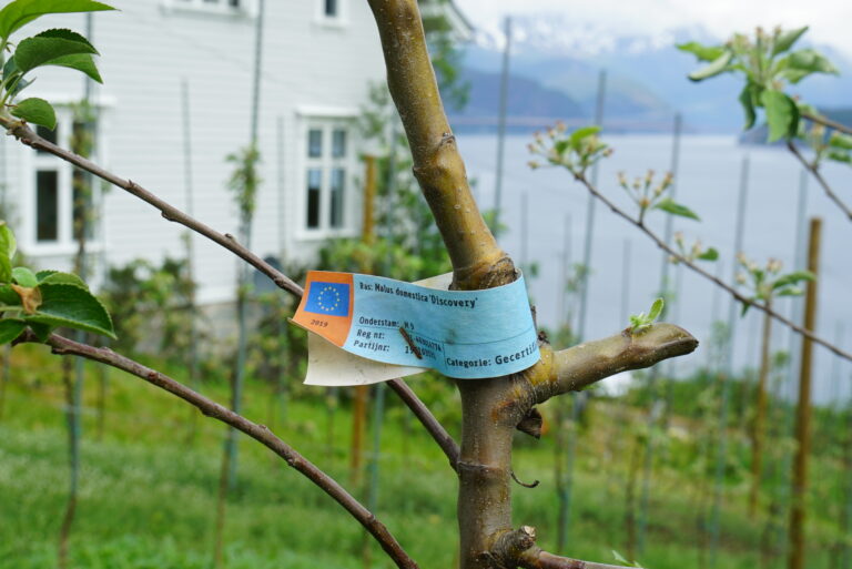 Knut dyrker flere eplesorter, blant annet Raud Aroma, Discovery, Summerred og Gravenstein.